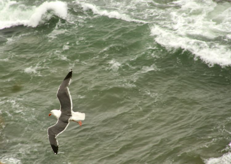seagul & sea
